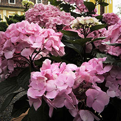 Hortensie